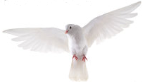 white bird