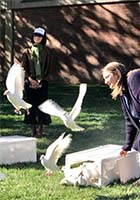 white dove release